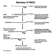 ROCHE 5'/3' RACE Kit, 2nd Generation