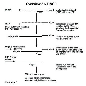ROCHE 5'/3' RACE Kit, 2nd Generation
