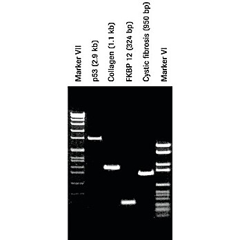ROCHE Pwo DNA Polymerase