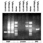 ROCHE MgCl2 Stock Solution