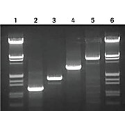 ROCHE High Fidelity PCR Master