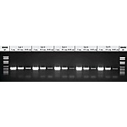 ROCHE PCR Master