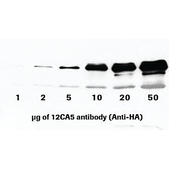 ROCHE Anti-HA (12CA5), from mouse IgG2bK