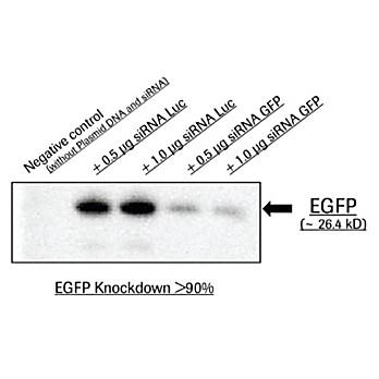 ROCHE X-tremeGENE™ siRNA Transfection Reagent, Polymer reagent for delivering siRNA to common cell lines