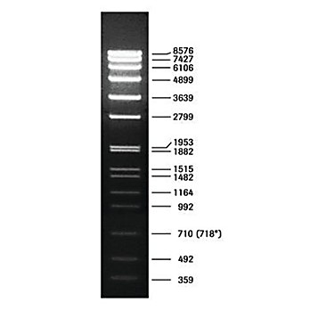 ROCHE DNA Molecular Weight Marker VII