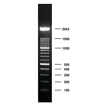 ROCHE DNA Molecular Weight Marker XIV (100 bp ladder)