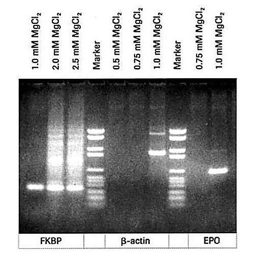 ROCHE PCR Buffer Without MgCl2, 10x concentrated