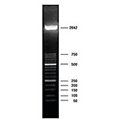 ROCHE DNA Molecular Weight Marker XIII (50 bp ladder)