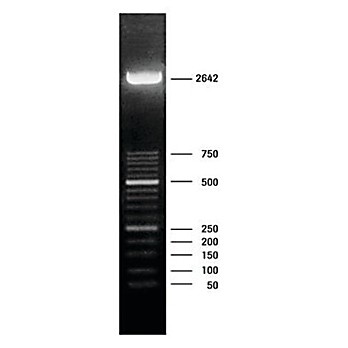 ROCHE DNA Molecular Weight Marker XIII (50 bp ladder)