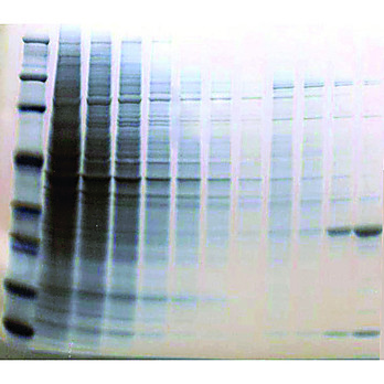 Reversible Zinc Stain™