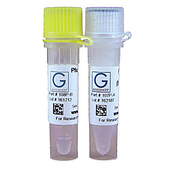 Pfu Polymerase