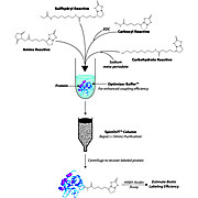 HOOK™-Biotin-PEG3-Amine Kit