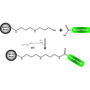 Carboxyl Immobilization Kit