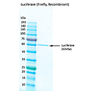 Luciferase (Firefly, Recombinant)
