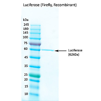 Luciferase (Firefly, Recombinant)