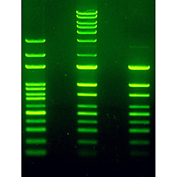 LabSafe Nucleic Acid Stain