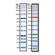 PAGEmark™ Protein Markers