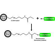 Sulfhydryl Coupling Resin