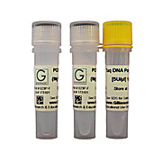 Taq DNA Polymerase