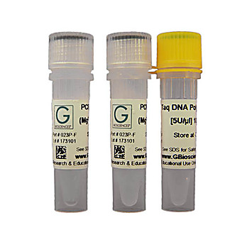 Taq DNA Polymerase