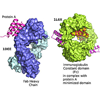 Protein A (Recombinant)
