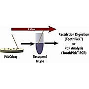 Plasmid Screening Toothpick™