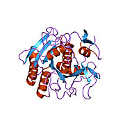 Proteinase K