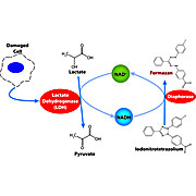 CytoScan™ LDH Cytotoxicity Assay
