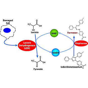 CytoScan™ LDH Cytotoxicity Assay