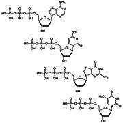 Deoxynucleotides