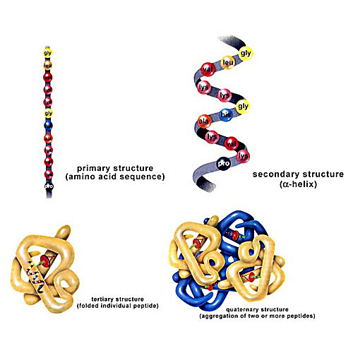 Protein Structure Analysis Kit