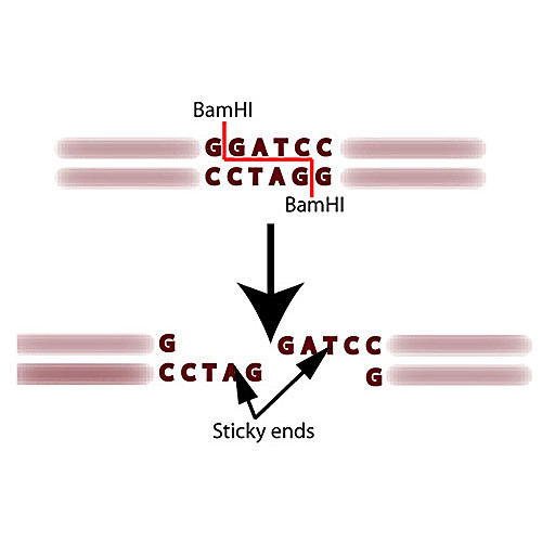 restriction digestion of dna experiment