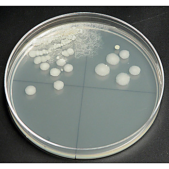 Isolation & Characterization of Bacteria  Kit