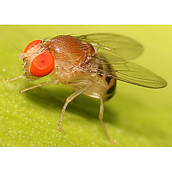 Drosophila melanogaster GenLysate™
