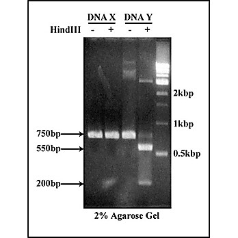 Mutation Detection & Analysis Kit