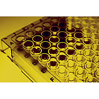 Immunotag™ Sheep L-LDH (L-Lactate Dehydrogenase) ELISA Kit