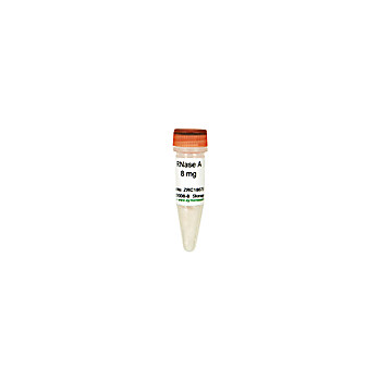 RNase A