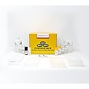 EZ-96 DNA Methylation-Direct Kit