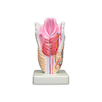 Larynx Model