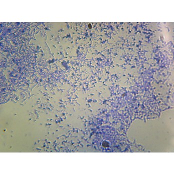 Prepared Microscope Slide,Lactobacillus Casei, Lactic Acid 