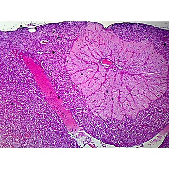 Prepared Microscope Slide,Endocrine System, Hypophysis Section.