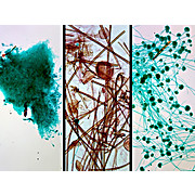 Prepared Microscope Slide,Aspergillus, Penicillium, Rhizopus W.M.