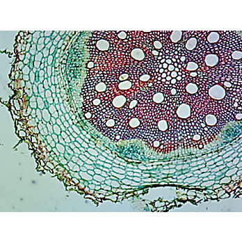 Prepared Microscope Slide,Plant; Helianthus Root, C.S. Sunflower