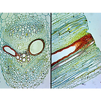 Prepared Microscope Slide,Pumpkin Stem C.S. & L.S. Cucurbita