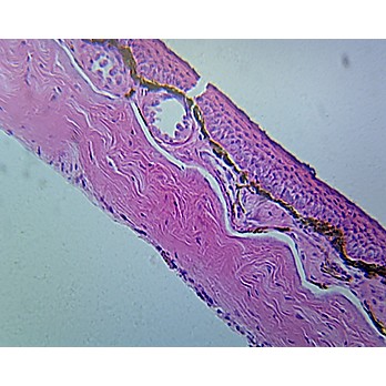 Prepared Microscope Slide,Zoology, Frog Skin Section