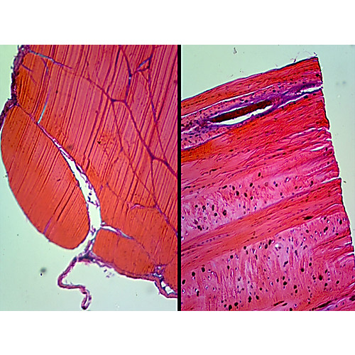 Prepared Microscope Slide,Connective Tissue, Tendon, Human