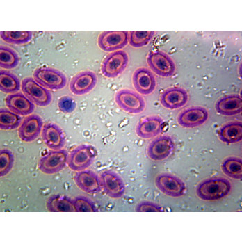 Prepared Microscope Slide,Blood Smear Reptile 