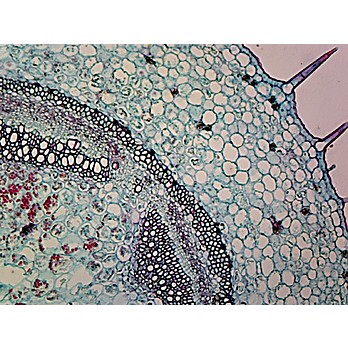 Prepared Microscope Slide,Typical Dicot Stems, Geranium Stem CS