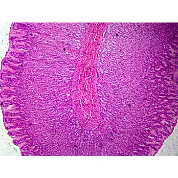 Prepared Microscope Slide,Stomach Fundic Tubular Gastric Glands