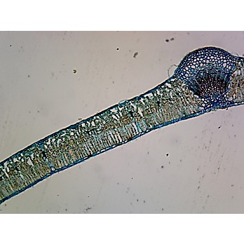 Prepared Microscope Slide,Plant; Syringa Vulgaris Leaf, C.S.
